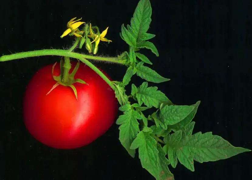\"Tomato